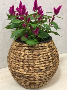 Květináč koule vodní hyacint SUNIX H-613213  S 30x30x27 cm